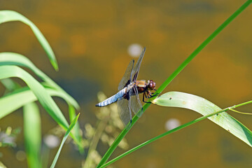 Ważka na zielonym liściu