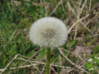 Pusteblume in voller Pracht, frisch aufgeblüht, unbeschädigt 