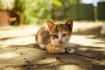 Naklejka na ściany i meble Lovely tricolor kitten lies in a sunny summer yard
