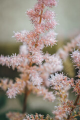 pink flowers