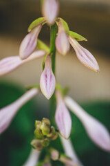 close up of pink flower