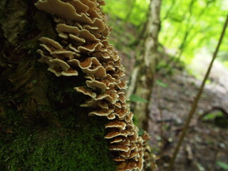 fungus growing in tree trunk