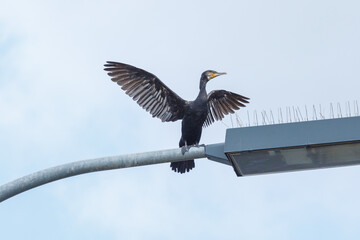 Cormorant close to Zeltingen in Rheinland-Pfalz, Germany