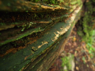 detail of dead tree trunk