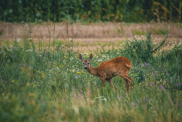 A young roe deer eats grass next to a sunflower field