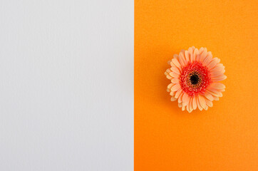Gerbera flower on colored textured paper background