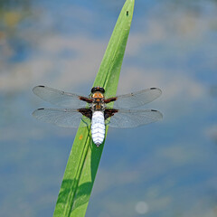 Ważka na zielonym liściu
