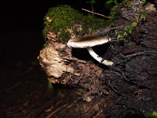 detail of mushroom growing in tree