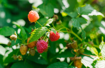 Green raspberry Bush with ripe berries.A collection of summer harvest.