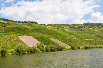 Weinlage Kröver Nacktarsch bei Kröv, Rheinland-Pfalz, Deutschland
