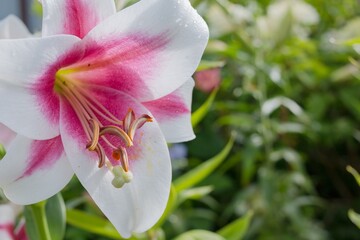 beautiful pink lily, isolated on nature background.Pink and white striped lily. Bouquet of lilies. Blooming lily in the garden