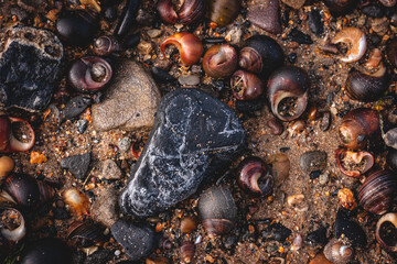Stones and shells on the sand