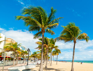 Fototapeta na wymiar Coconut palm trees and white sand in Fort Lauderdale