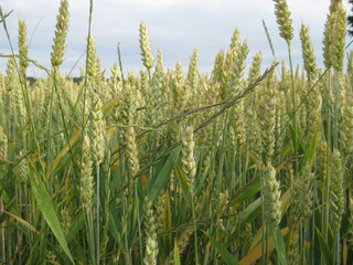 Grüner Weizen, Frühling, Getreide unreif, 