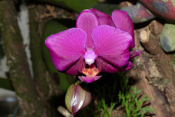 Closeup de uma orquidea rosa 
