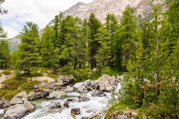 Val Bernina, Berninatal, Ova da Bernina, Bergbach, Wasserfall, Wasserkraft, Wald, Wanderweg, Oberengadin, Passstrasse, Berninapass, Pontresina, Alpen, Sommer, Graubünden, Schweiz