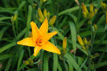 Obraz premium Gelbe Taglilie