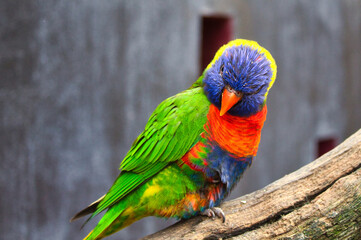 rainbow lorikeet on a branch