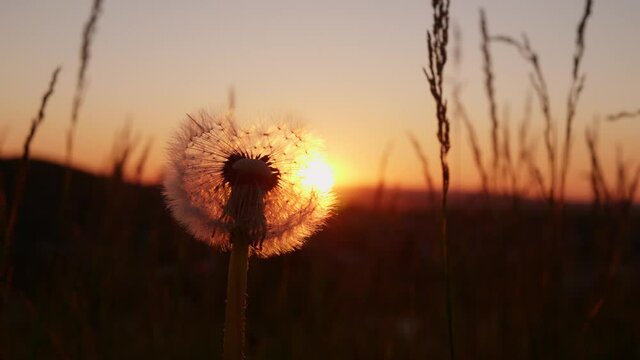 Golden sun rays pass through the parachute ball seedhead. A white fluffy dandelion with seeds swaying in the wind at sunset.