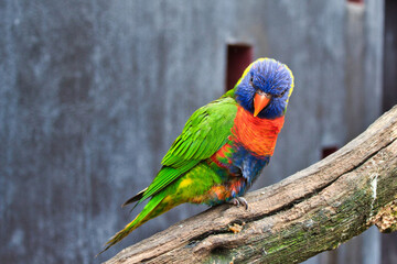 rainbow lorikeet on a branch