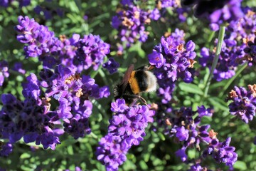 bumblebee on lavender
