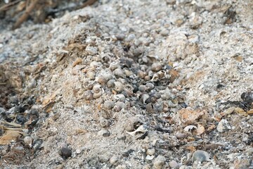 close up ash on the ground