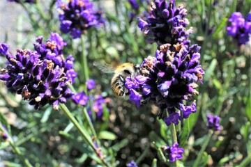 bee on lavender