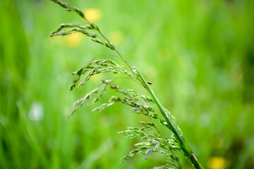 dew on grass