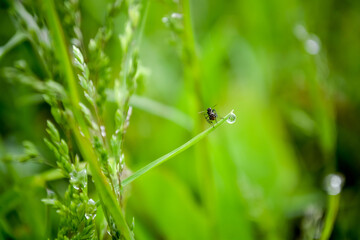 flies