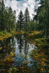 lake in the forest