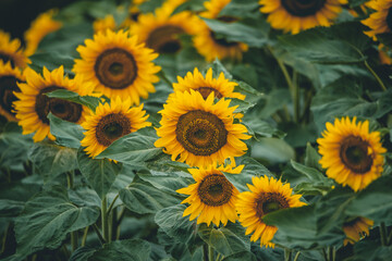 Fototapeta na wymiar Yellow sunflower fields, view wide and close up