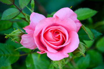 pink rose in garden