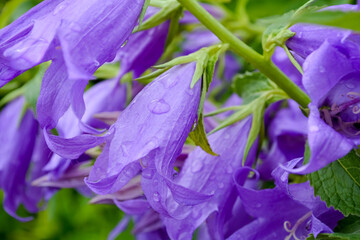 bell in drops