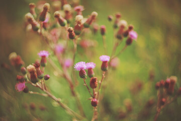 On a bush of wild thistles growing among green grass, many buds and pink flowers grow in the summer.
