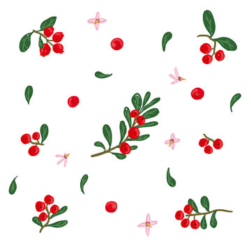 Cranberry vector illustration set. Cowberry, bearberry hand drawn illustration collection. Red berry, flowers, leaves design template