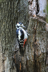 woodpecker removes the bug from the birch branch