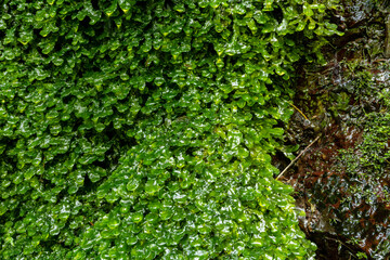 Fototapeta premium 日の出町初夏の白岩の滝
