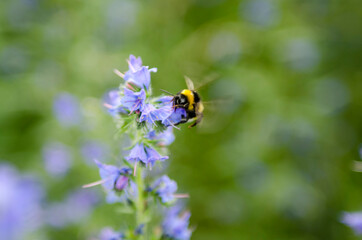 bumble-bee on a flower