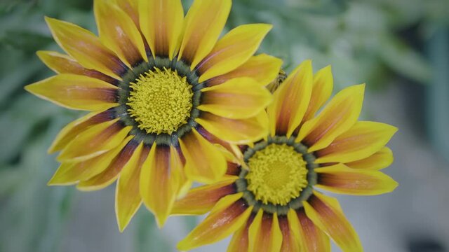 Yellow Gazania (Gazania splendens) or Treasure flower in full bloom, Gazania rigens, spring flowers. Close-up flowers swaying in the wind. 4K video