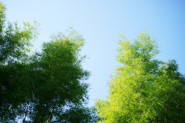 green bamboo leaf against blue sky