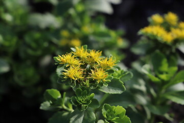 キリンソウの黄色い花