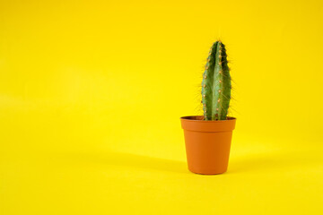 Cactus with sharp long spikes and thorns in a terracotta pot on a yellow background. The concept of minimalism and plant care. Home garden, home plants. Place for text