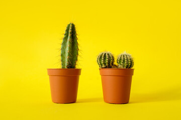 Cacti with sharp long spikes and thorns in a terracotta pot on a yellow background. The concept of minimalism and plant care. Home garden, home plants.