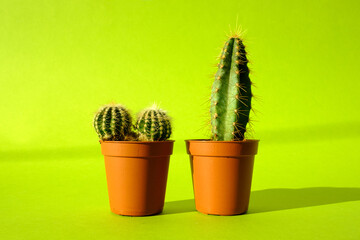 Cacti with sharp long spikes and thorns in a terracotta pot on a bright green background. The concept of minimalism and plant care. Home garden, home plants.