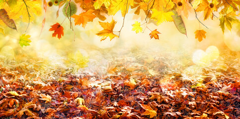 orange fall  leaves, autumn natural background with maple trees