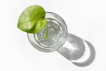 A leaf of a Monstera plant stands in a glass cup on a white background with hard shadows. The concept of minimalism.