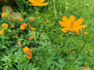 orange flower in the garden