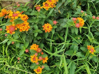 orange flower in the garden