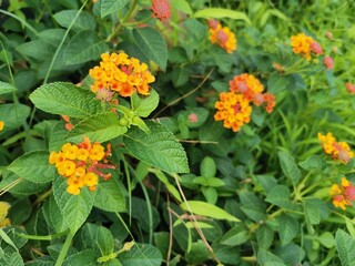 orange flower in the garden