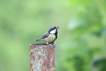 Naklejka premium Kohlmeise Blaumeise Wildvogel bei der Fütterung mit Wurm, 